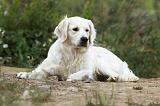 GOLDEN RETRIEVER 613